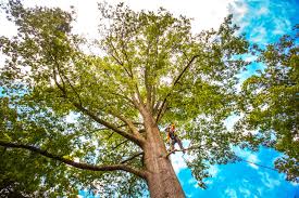  Sandy Valley, NV Tree Care Pros
