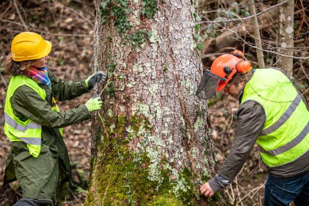 Best Arborist Consultation Services  in Sandy Valley, NV
