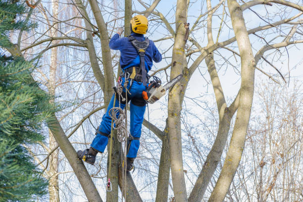 Best Lawn Maintenance Plans  in Sandy Valley, NV