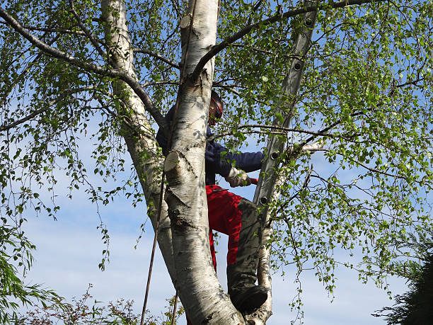 Best Tree Removal  in Sandy Valley, NV