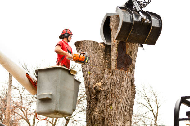 Best Tree Disease Treatment  in Sandy Valley, NV